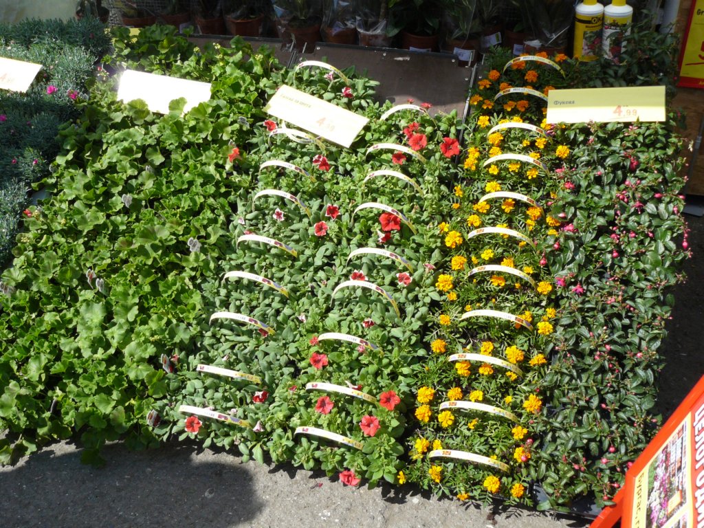 p1180845.jpg