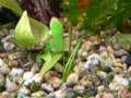 p1110566_small.jpg