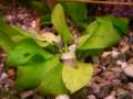 echinodorusleopard2_small.jpg
