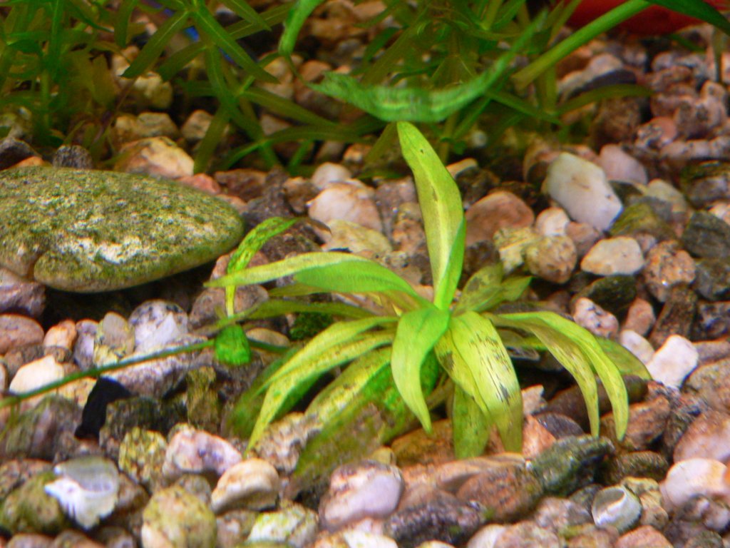 echinodorusquadricostatus.jpg