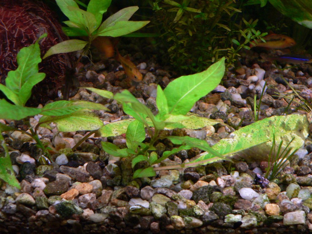 hygrophilacorymbosa.jpg