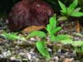 hygrophilacorymbosa2_small.jpg