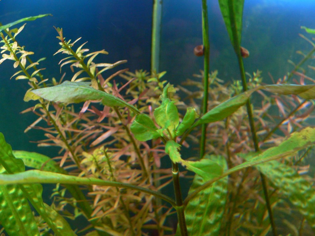 hygrophilacorymbosa5.jpg